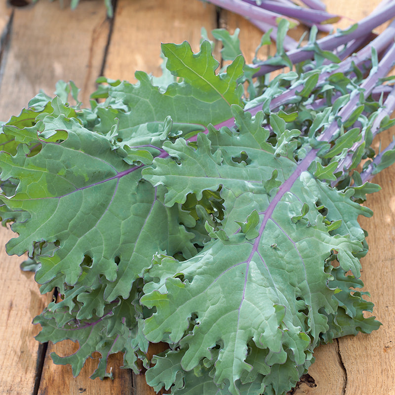 KALE Red Russian