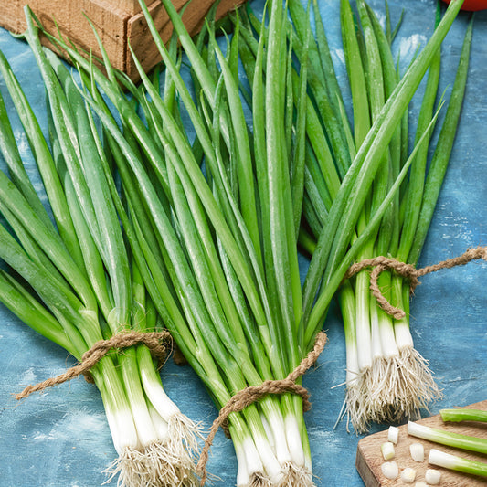 ONION (Spring) Snow Queen F1
