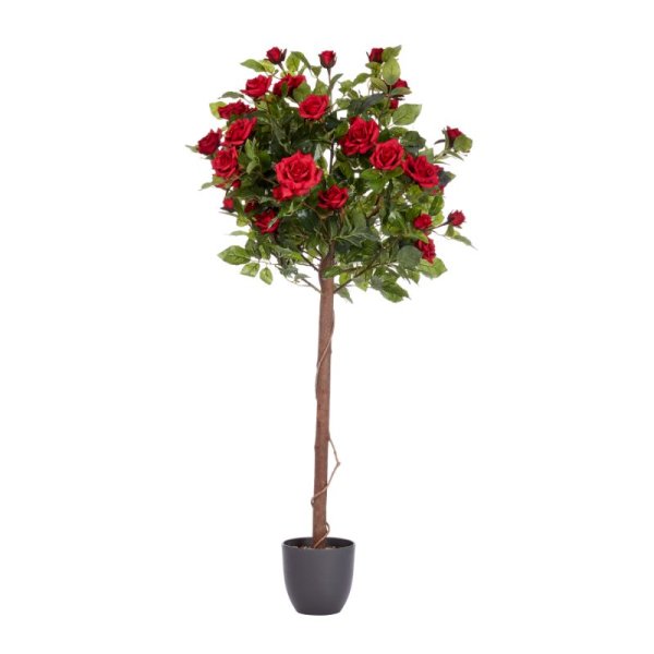 Regent'S Roses Ruby Red 120Cm