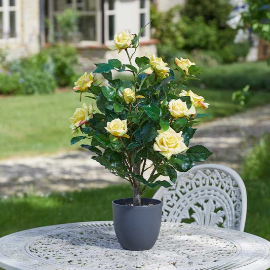 Regent'S Roses Sunshine Yellow 60Cm
