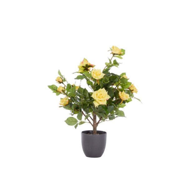 Regent'S Roses Sunshine Yellow 60Cm