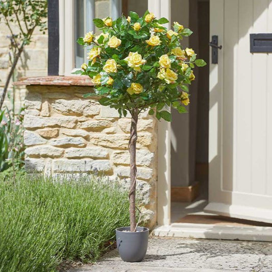 Regent'S Roses Sunshine Yellow 120Cm