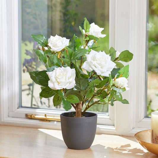 Regent'S Roses White 40Cm