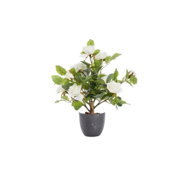 Regent'S Roses White 40Cm