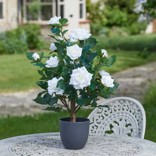 Regent'S Roses White 60Cm