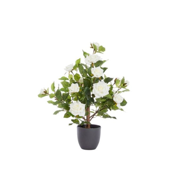 Regent'S Roses White 60Cm