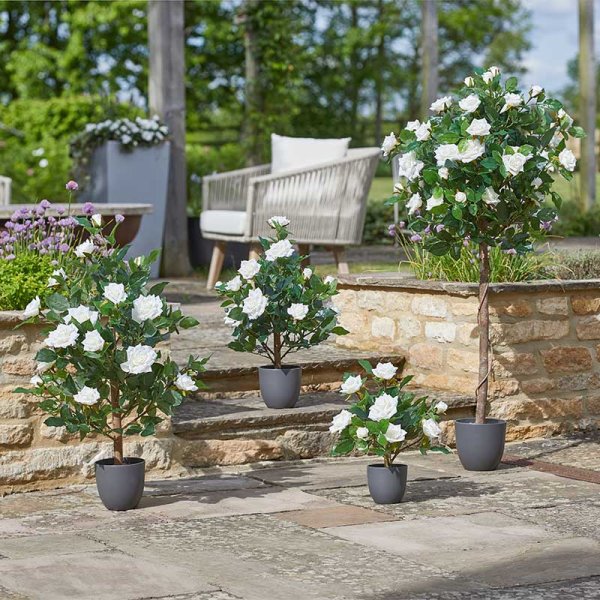 Regent'S Roses White 120Cm