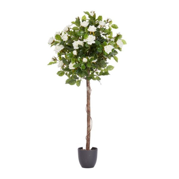 Regent'S Roses White 120Cm