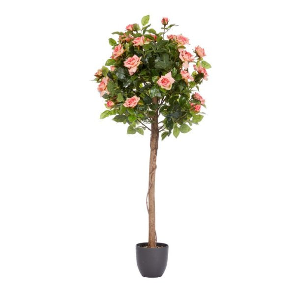 Regent'S Roses Perfect Pink 120Cm