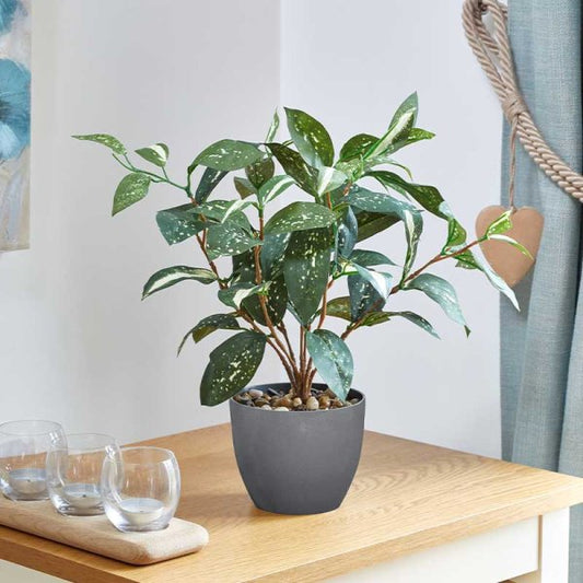 Japanese Laurel 38Cm