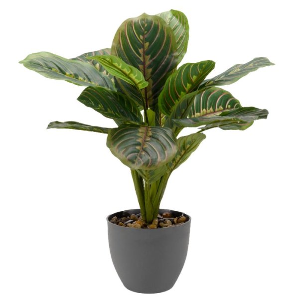 Prayer Plant 35Cm