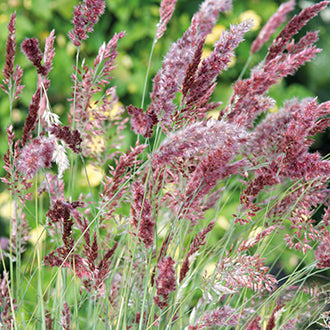 GRASS Melinis Karoo Queen