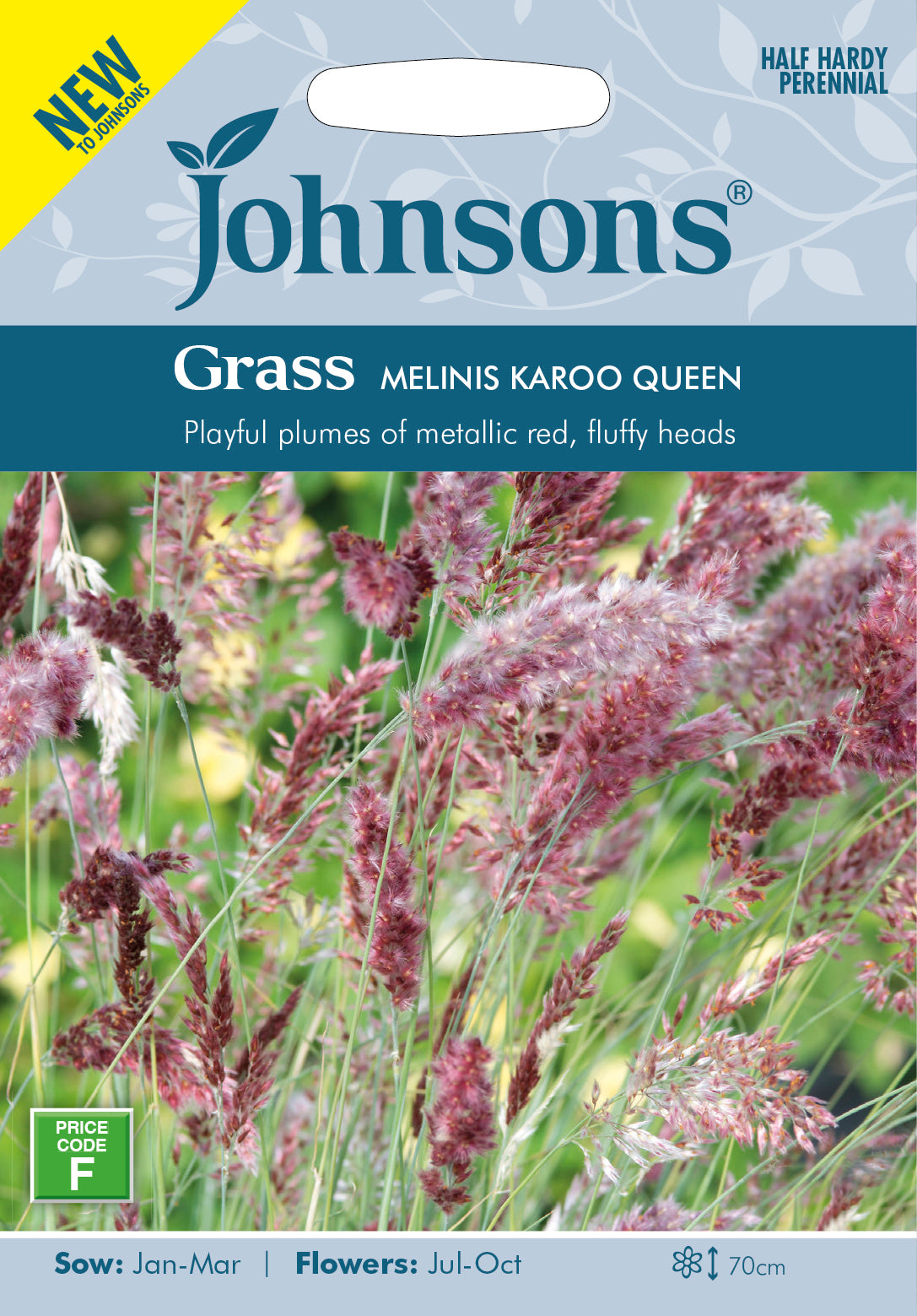 GRASS Melinis Karoo Queen