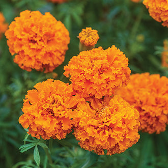 MARIGOLD (African) Hot Stuff