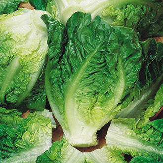 Organic LETTUCE Little Gem Maureen
