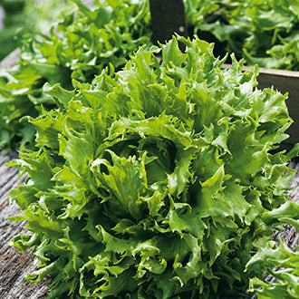 Organic LETTUCE Reine des Glaces