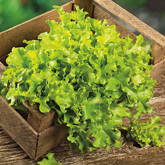 Organic LETTUCE Salad Bowl Green