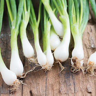 Organic ONION (Spring) White Lisbon