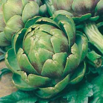 ARTICHOKE Green Globe