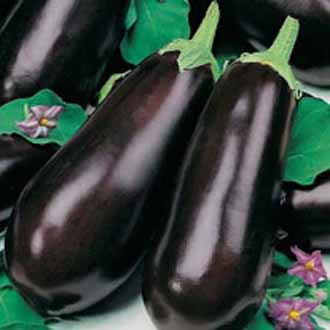 AUBERGINE Early Long Purple 2