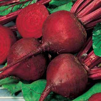 Organic BEETROOT Detroit 2