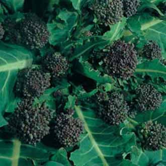 BROCCOLI Early Purple Sprouting