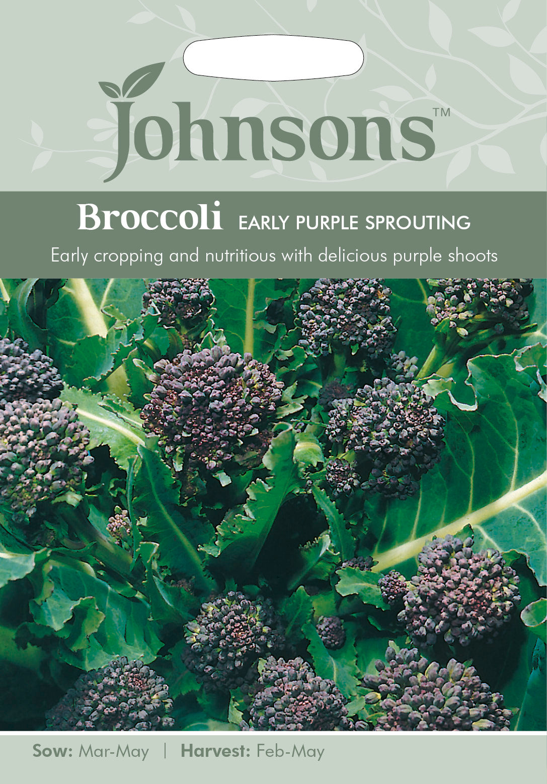 BROCCOLI Early Purple Sprouting