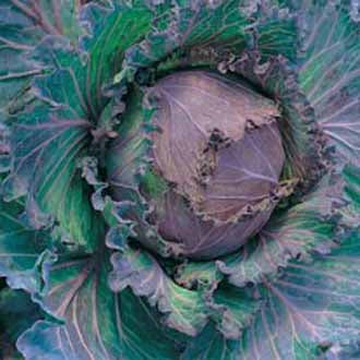 CABBAGE January King 3