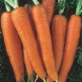 Organic CARROT Nantes 2