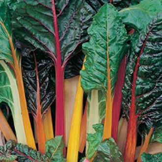 CHARD Bright Lights