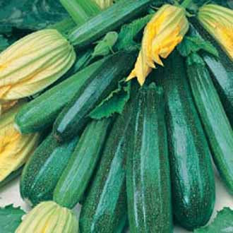 COURGETTE All Green Bush