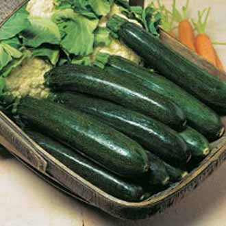 COURGETTE Astia F1