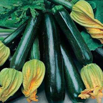 Organic COURGETTE Black Beauty