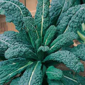 KALE Nero di Toscana