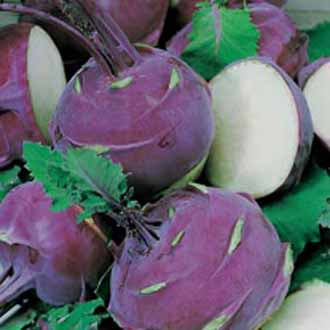 KOHL RABI Ballot F1