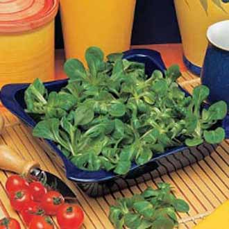 LAMBS LETTUCE Favor