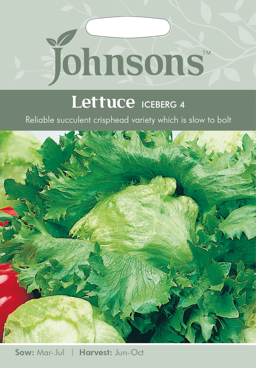 LETTUCE Iceberg 4