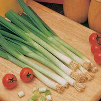 ONION (Spring) Long White Ishikura