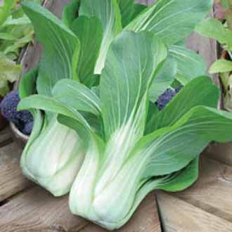 PAK CHOI Yuushou F1