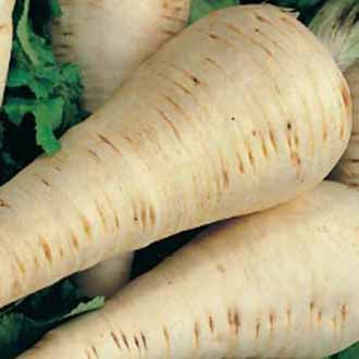 PARSNIP Hollow Crown