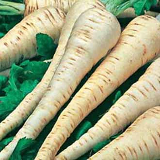 PARSNIP Tender and True