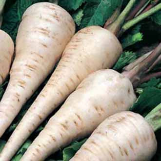 PARSNIP White Gem