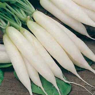 RADISH Icicle (Long White)