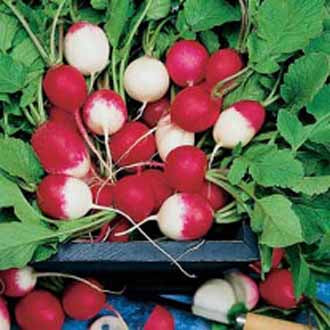 RADISH Salad Mixed