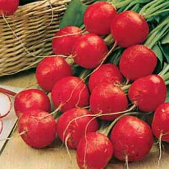 RADISH Scarlet Globe