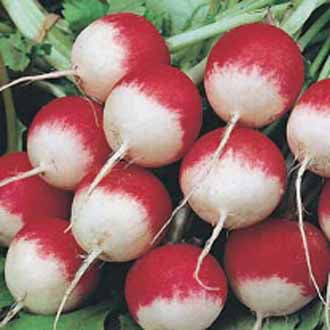 Organic RADISH Sparkler 3