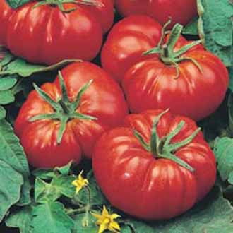 TOMATO Marmande