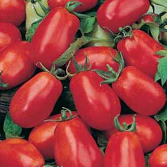 TOMATO Roma VF