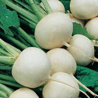 TURNIP Snowball