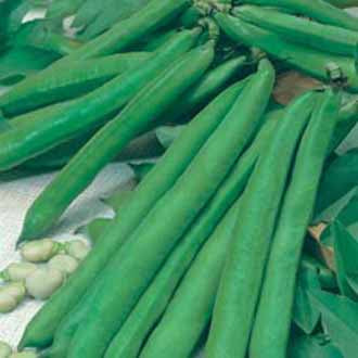 BROAD BEAN Aguadulce